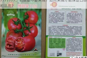 7777777，到底要不要采摘？如何采摘才能保证口感和品质？