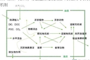 深入剖析〈缺氧〉中碳循环与氧气循环的生成与吸收机制