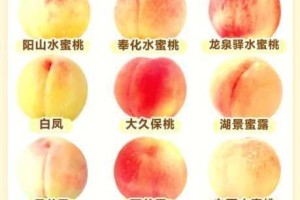 蜜桃一区二区为何如此受欢迎？怎样才能找到更多相关内容？