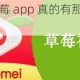 最强草莓 app 真的有那么好用吗？