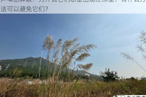 芦苇丛弄娘：为什么它们总是出现在那里？有什么方法可以避免它们？