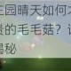 摩尔庄园晴天如何才能获得珍贵的毛毛菇？详细攻略大揭秘