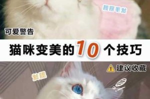 猫之城猫屋全方位玩法指南新手进阶技巧与高效养成流程解析