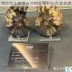 化石博物馆头饰龙头部特征解析与图鉴典藏全览