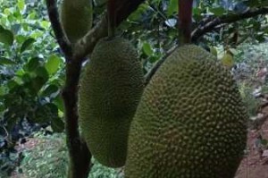 菠萝菠萝蜜在线观看视频高清 5 为什么这么受欢迎？如何在线观看？