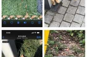 小黄猫 cc 为何打不开？怎样才能打开小黄猫 cc？