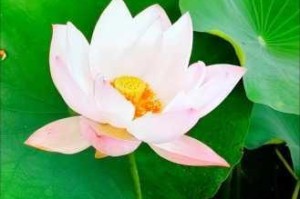 女人莲花开的最高境界是什么？怎样才能达到？