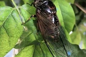 夏日蝉鸣时昭和回忆录
