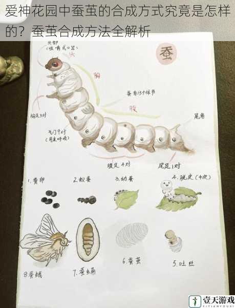 爱神花园中蚕茧的合成方式究竟是怎样的？蚕茧合成方法全解析