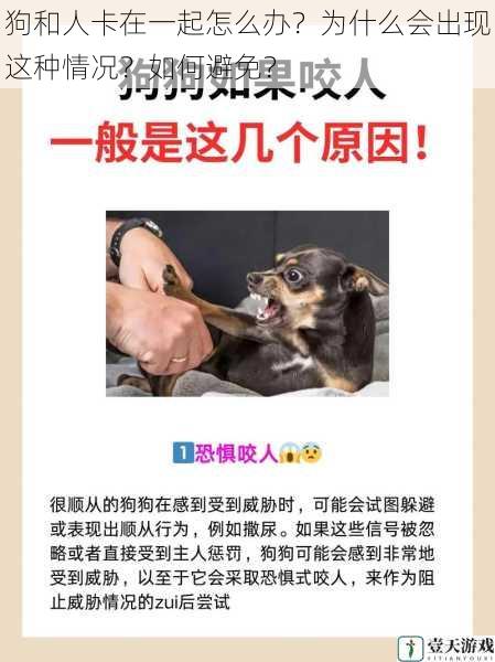 狗和人卡在一起怎么办?为什么会出现这种情况?如何避免?
