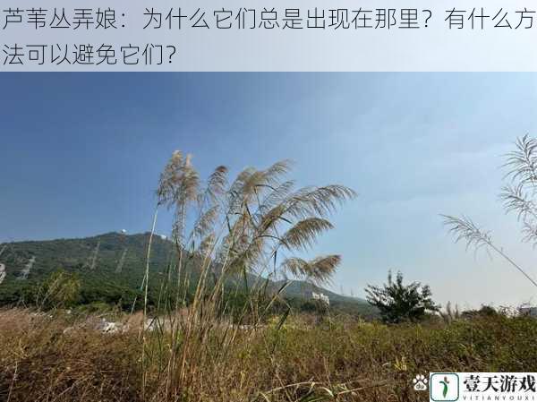 芦苇丛弄娘：为什么它们总是出现在那里？有什么方法可以避免它们？