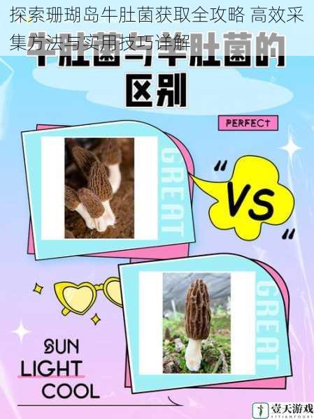 探索珊瑚岛牛肚菌获取全攻略 高效采集方法与实用技巧详解