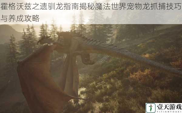 霍格沃兹之遗驯龙指南揭秘魔法世界宠物龙抓捕技巧与养成攻略